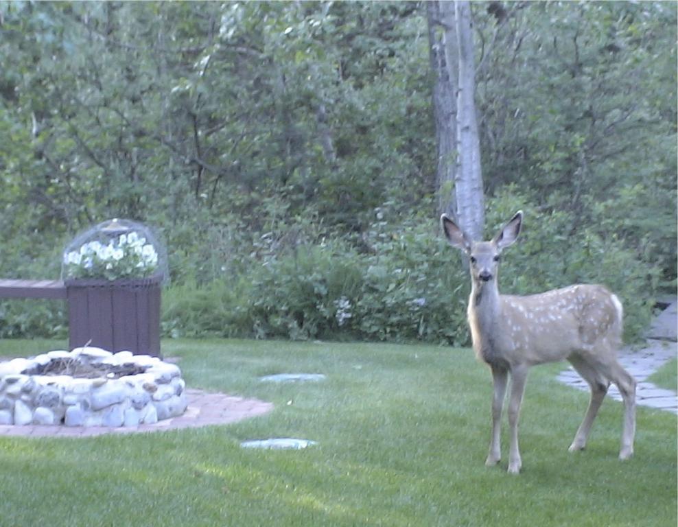 Redwood Meadows Bed And Breakfast Bragg Creek 外观 照片