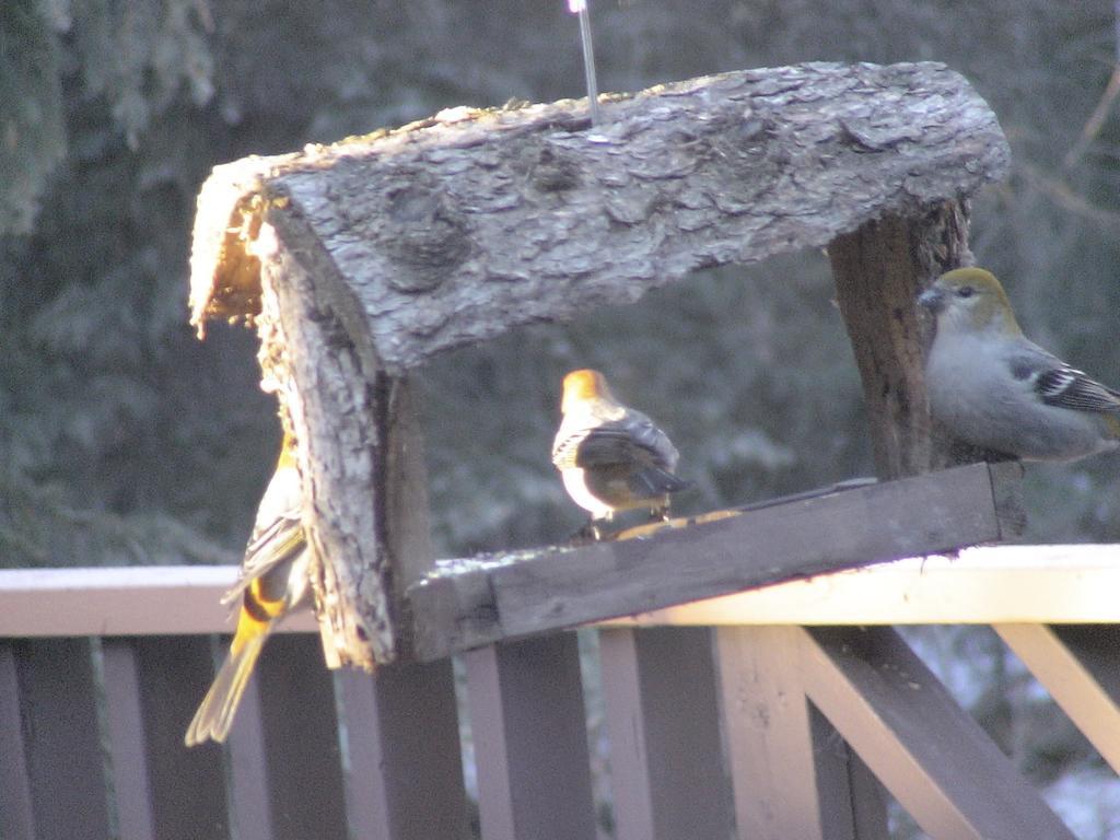 Redwood Meadows Bed And Breakfast Bragg Creek 外观 照片
